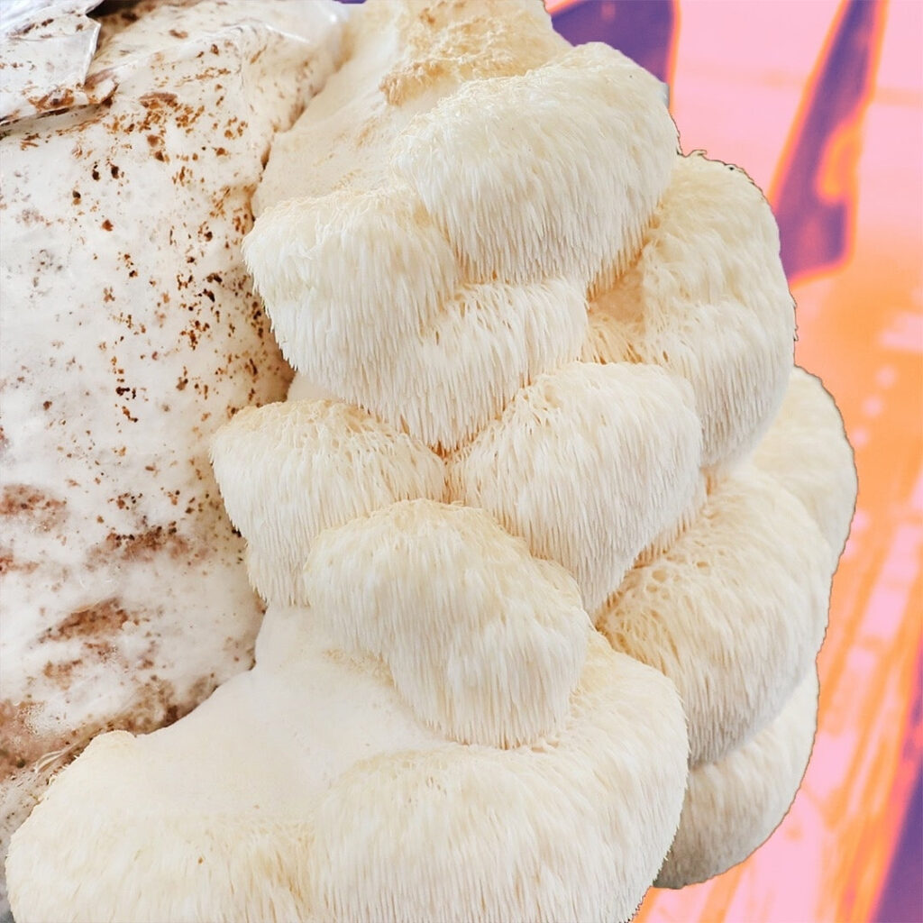 Key Benefits The Lions Mane Mushroom Has To Offer Lions Mane Mushrooms